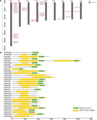 Genome-Wide Identification and Expression Profiling of KCS Gene Family in Passion Fruit (Passiflora edulis) Under Fusarium kyushuense and Drought Stress Conditions